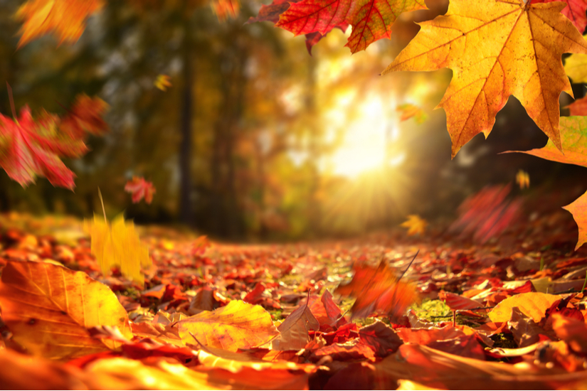 autumn leaves Restaurant Vendel